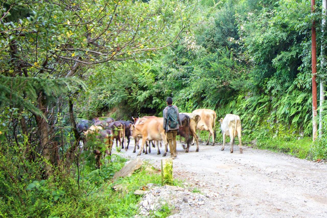Vashist Baan By Snow City Farm מראה חיצוני תמונה
